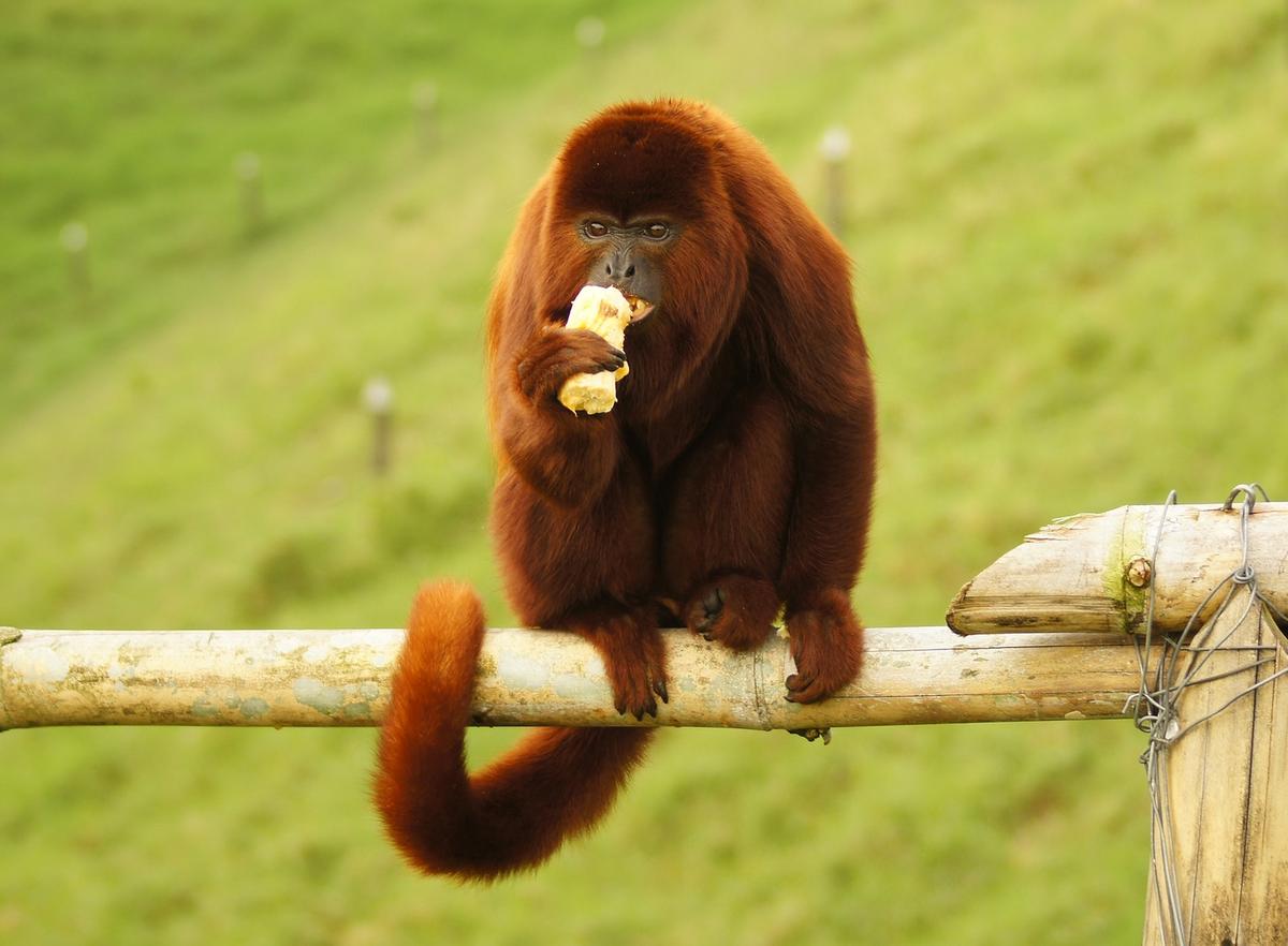 O macaco bugio é uma das espécies de primatas mais vulneráveis à febre amarela (Pixabay / Divulgação)