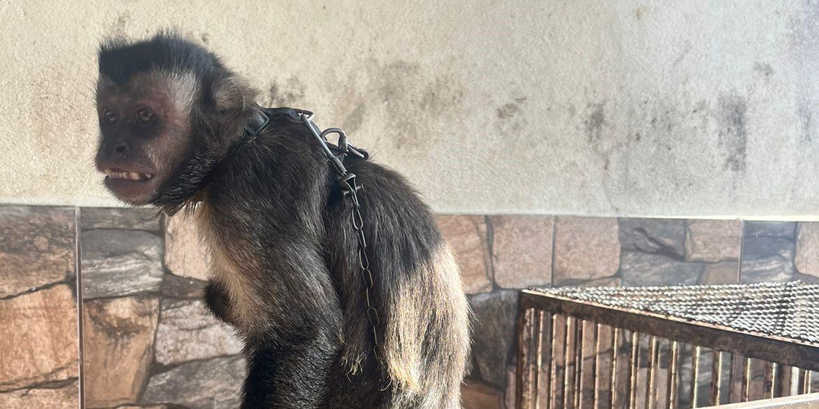 Macaco-prego que 'passeava' de jet ski é resgatado vítima de maus