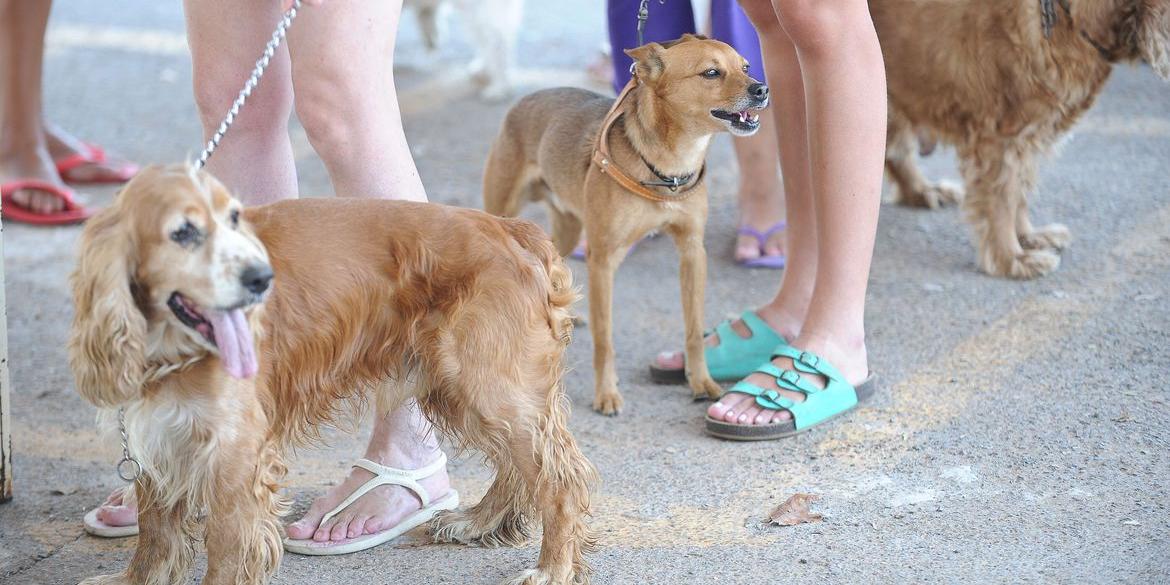 Animais vertebrados, como cachorros, não poderão mais ser usados em pesquisas para desenvolvimento e controle de qualidade de produtos de higiene pessoal, cosméticos e perfumes (© FABIO RODRIGUES-POZZEBOM/ABR Saúde)