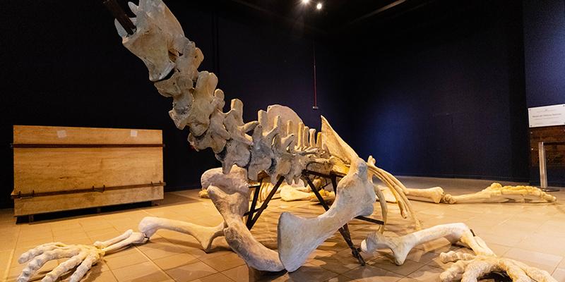 (Raphael Calixto / Museu de Ciências Naturais PUC Minas)