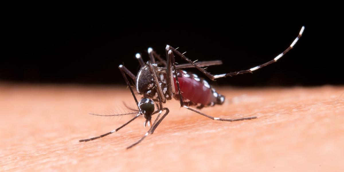 Nos últimos cinco dias, 26 novos casos de chikungunya foram diagnosticados na capital (Jcomp/Freepik)