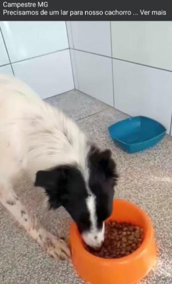 Animal está bem, mas precisa de um novo lar. (Reprodução / Apac Campestre)