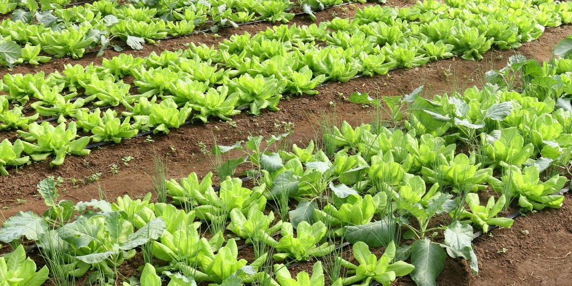 Ministério do Desenvolvimento Agrário lançará, em maio, um programa nacional voltado para estimular a produção de alimentos saudáveis. (Divulgação/Embrapa)