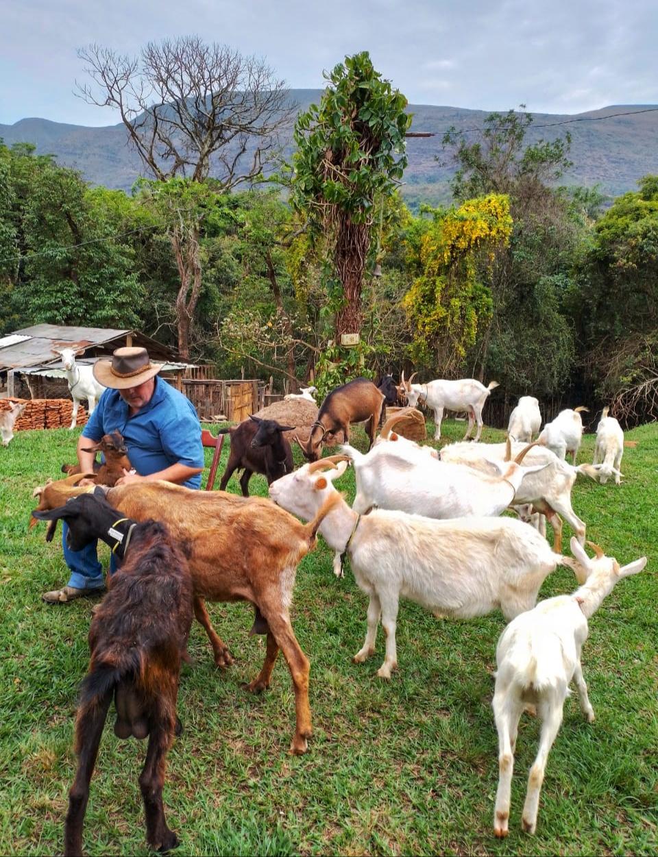No Aprisco Chèvremón, as 85 cabras de Ramón têm nome próprio e muita personalidade (Divulgação/ Aprisco Chèvremón)