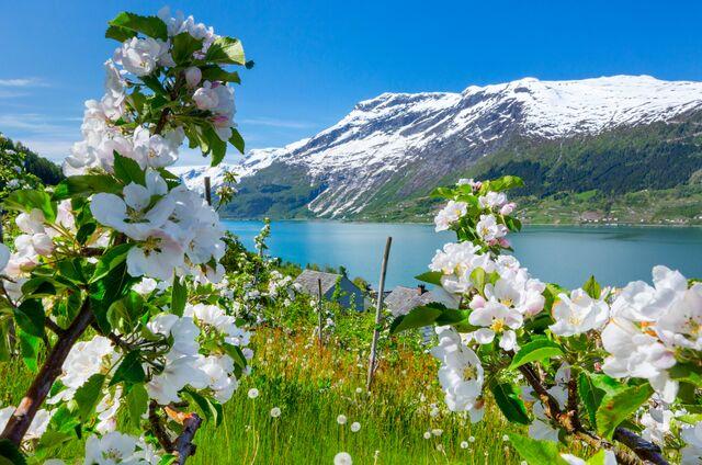 A bela região de Ullensvang, na Noruega (Vidar Moløkken / Visit Norway / Divulgação)