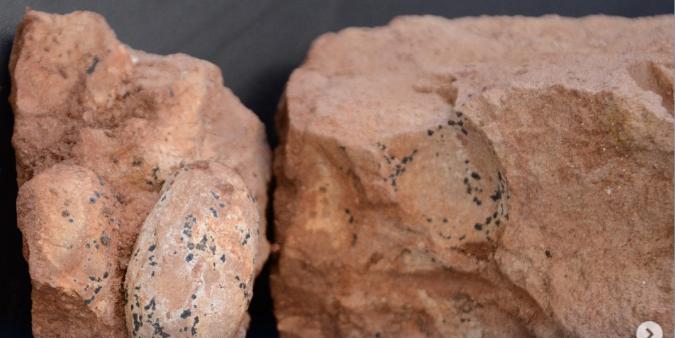 Nas redes sociais, a UEMG Ituiutaba compartilhou uma imagem dos ovos fossilizados encontrados em Monte Alegre de Minas (Reprodução / Redes Sociais UEMG Ituiutaba (@uemgituiutaba))