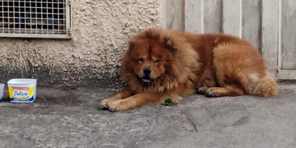 Cachorro, da raça Chow Chow, teria sido abandonado pelos donos há cerca de duas semanas (Reprodução redes sociais)