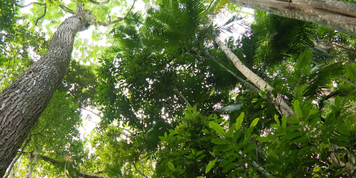 Brasil detém só 18% de patentes sobre flora endêmica da Mata Atlântica (Nossos Biomas/reprodução Agência Minas)