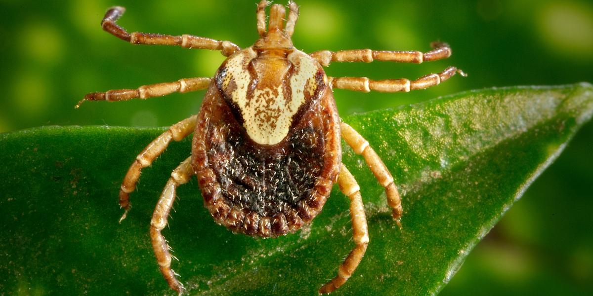 (CDC / Christopher Paddock / James Gathany / Creative Commons)