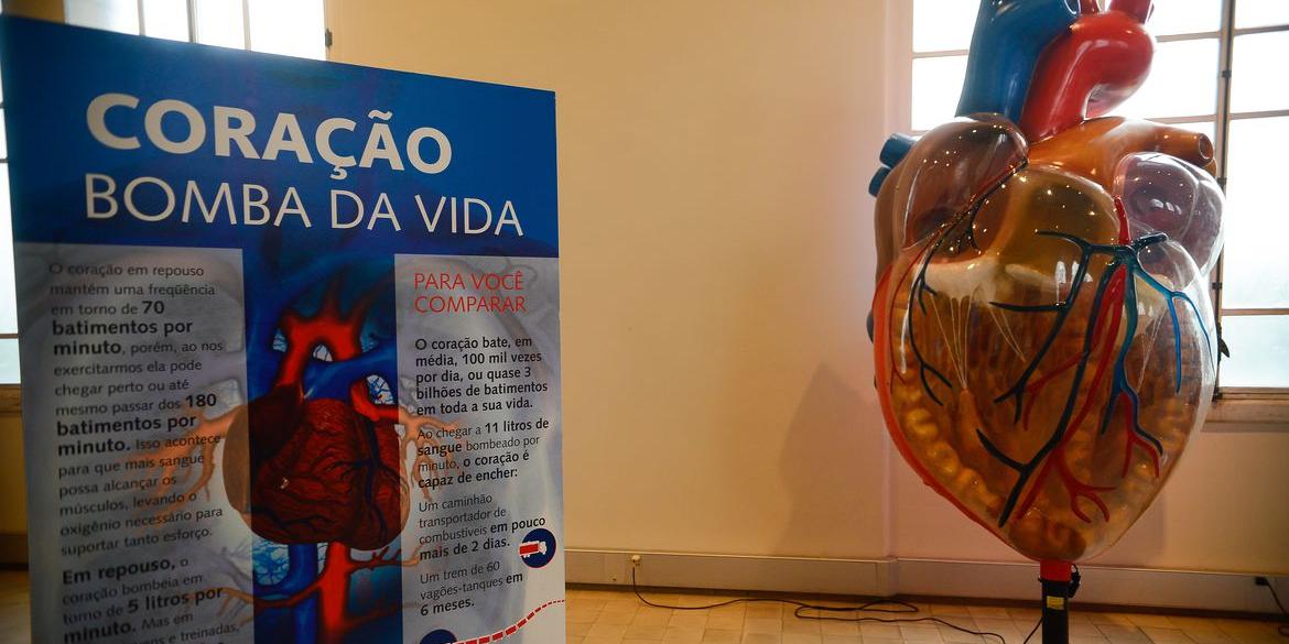 Exposição Vias do Coração, no Museu da Vida (castelo da Fiocruz), divulga o conhecimento cardíaco como forma de estimular a prevenção das doenças cardiovasculares (Tomaz Silva/Agência Brasil)