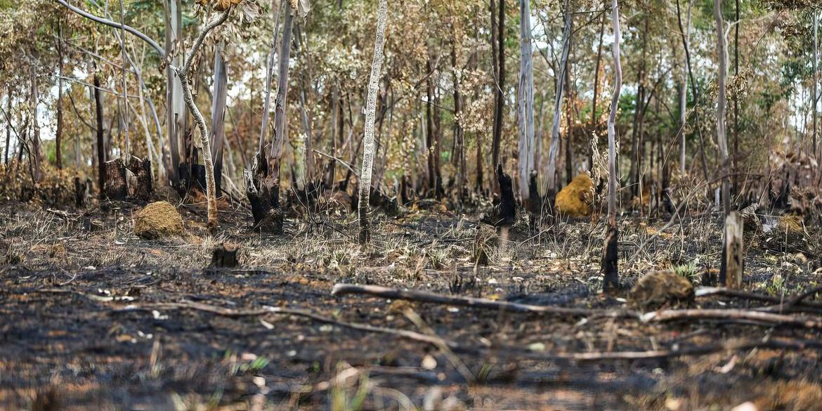 Queimadas em área de cerrado do município de Alto Paraíso (Marcelo Camargo/Agência Brasil)