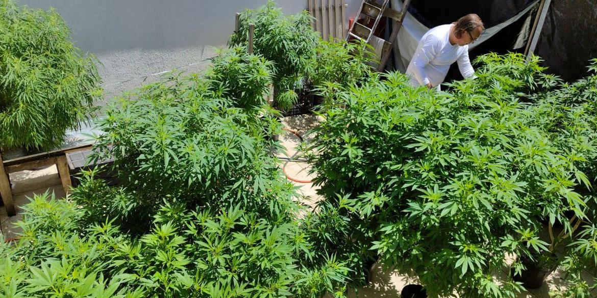Planta popularmente conhecida como maconha (Fábio Carvalho/Arquivo pessoal/Divulgação Agência Brasil)