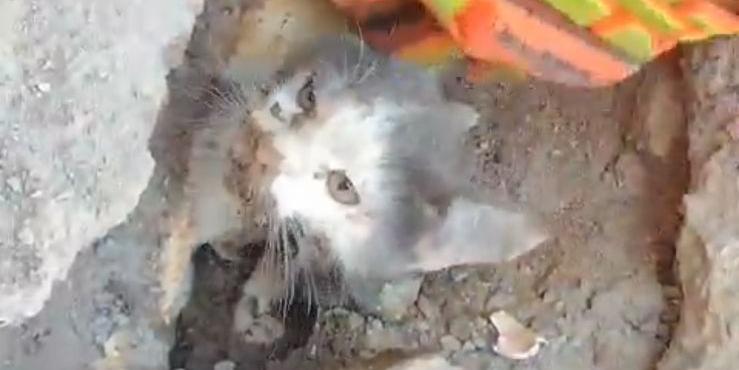 Foi necessário o uso de ferramentas de arrombamento para abrir o cano usado para escoamento de água da chuva em que o animalzinho estava (CBMMG / Divulgação)