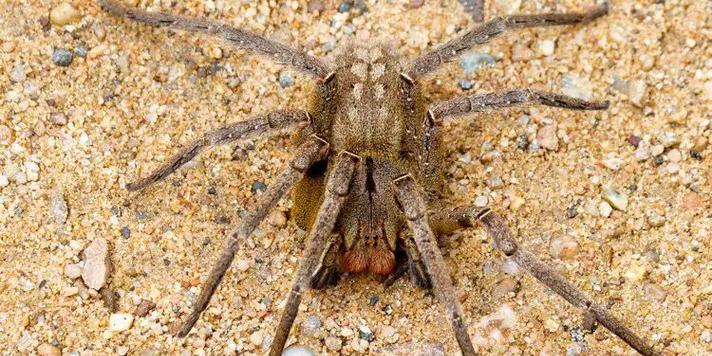 Conhecida popularmente como aranha da bananeira ou armadeira, ela é uma das espécies mais tóxicas do mundo (Rodrigo Tetsuo Argenton )