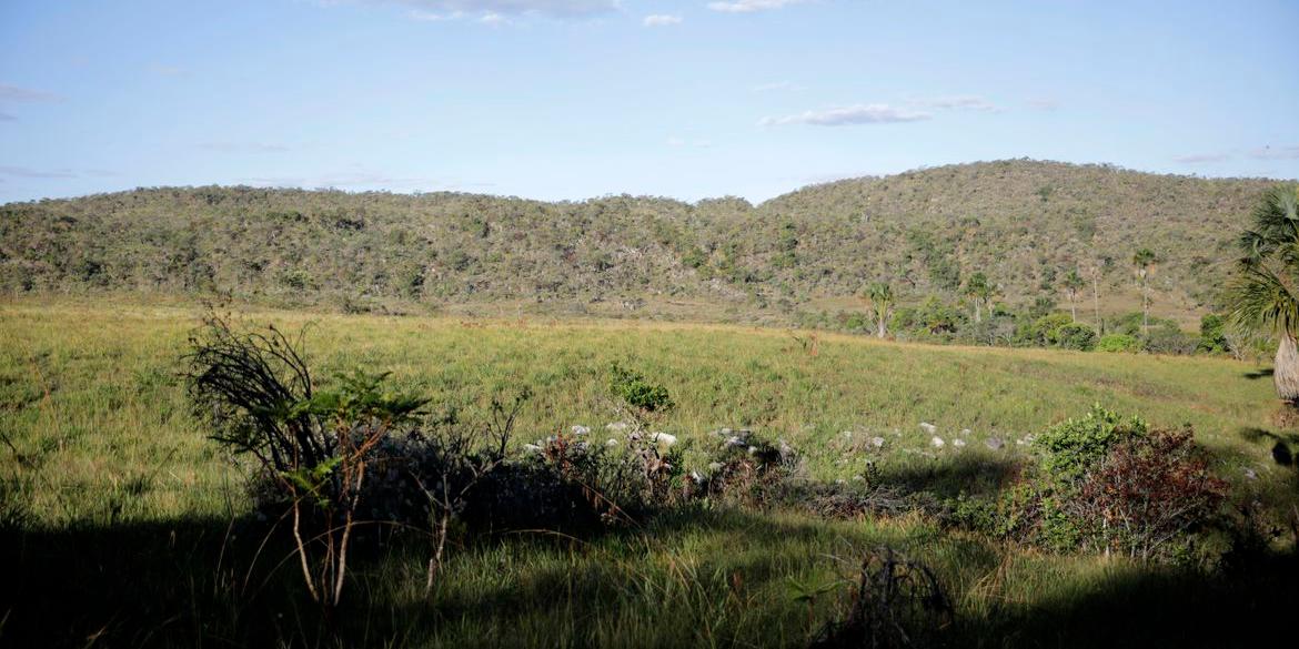 Dados de satélite analisados pelo MapBiomas mostram que 85% do desmatamento do Cerrado de 1985 a 2022 ocorreram em terras privadas. (Joédson Alves/ Agência Brasil)