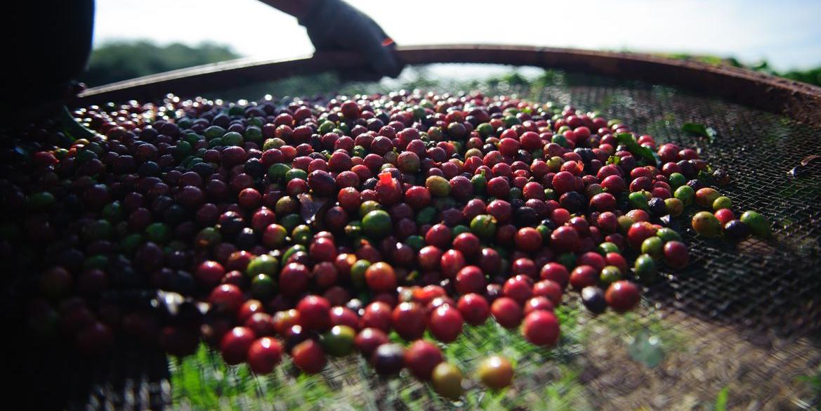 Minas Gerais é o maior produtor de café do Brasil (Arquivo / Marcelo Camargo/Agência Brasil)