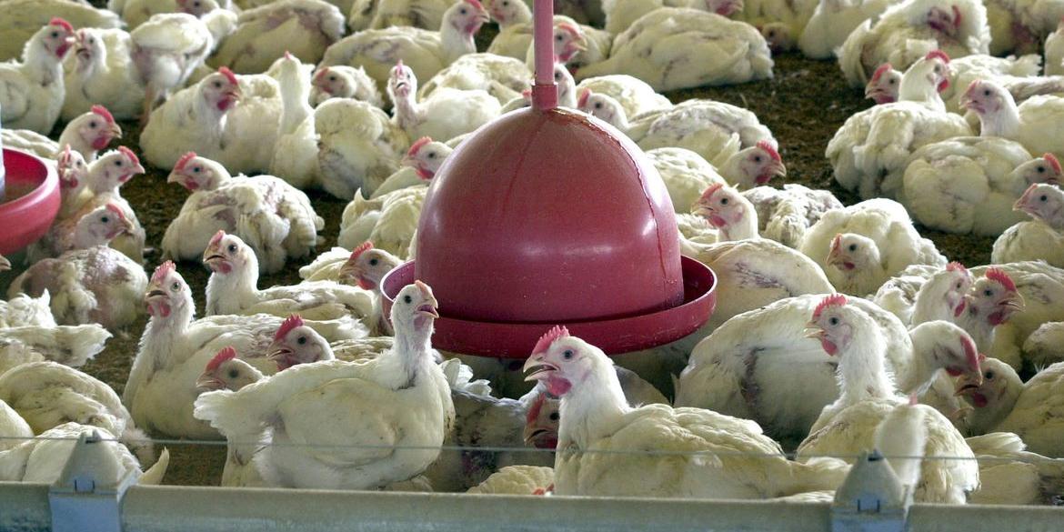 País destina 36% da produção nacional ao exterior (Arquivo / Agência Brasil)