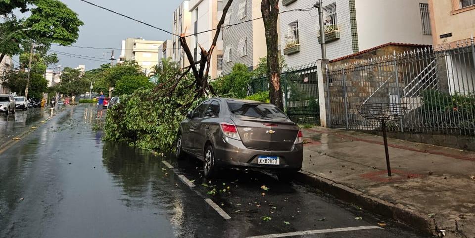 Ventania derruba árvores em bairros de BH (Valeska Amorim / Hoje em Dia)