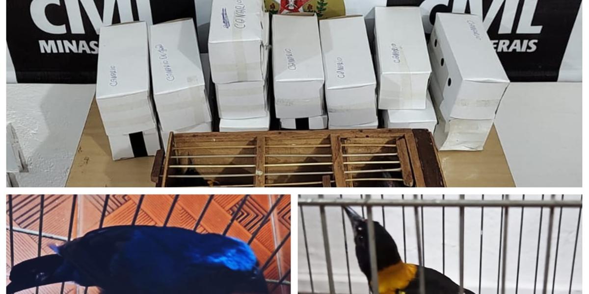 Dentro das bolsas, foram localizados pássaros da fauna silvestre, alguns deles raros, como Azulão e Corrupião (Divulgação / PCMG)
